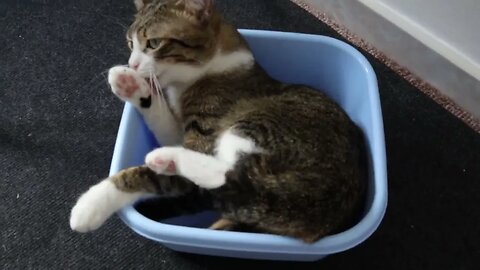 Funny Cat Plays in a Small Basin