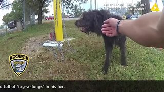 Body cam video: Cape Coral officer rescues lost dog