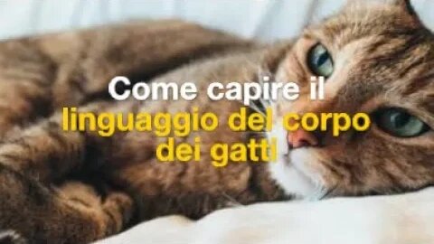 "Leggere la mente dei gatti: il linguaggio del corpo e i segreti della comunicazione felina"