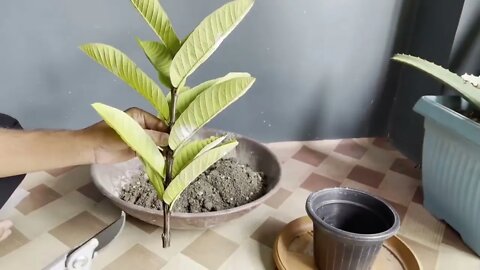 How To Grow Guava Tree Small Cutting with Leaf