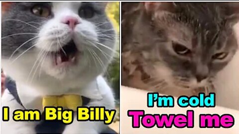 Talking Cats !! these cats can speak english better than hooman