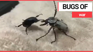 Bizarre video captures two beetles having a boxing match