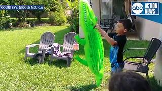 Orlando family plays in backyard with alligator watching just feet away