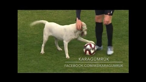 Cute funny dog interrupt a football match