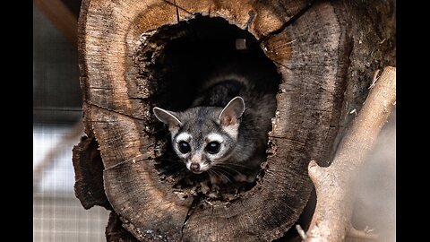 Mastrubation animal - funny raccoon