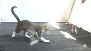 Energetic Little Cat Plays with Toy