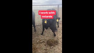 Cows problems