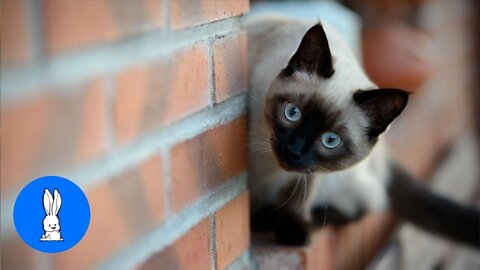 The Siamese cat is one of the first distinctly recognized breeds of Asian cat