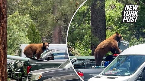 Thieving 'Yogi Bear' picks up cooler with its teeth