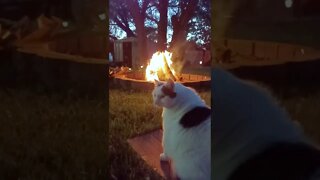 Cat Enjoys a Fire