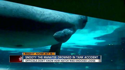 Snooty, world's oldest manatee in captivity, dies in 'heartbreaking accident,' 2 days after birthday