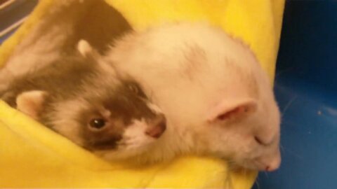 Cute ferrets playing. Snowball and the babies.