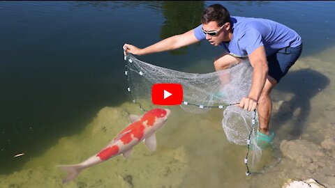 Trapping Colorful Fish For Pet Jaws To Eat