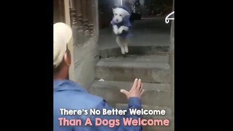 There's No Better Welcome Than A Dog's Welcome