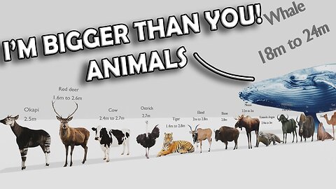 ANIMAL SIZE COMPARISON 05 #ramencup