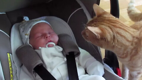 Cats Meeting Babies For the First Time [Compilation]