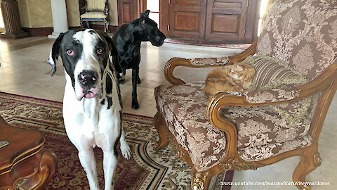 Funny Great Danes and Cat Pose For A Photo