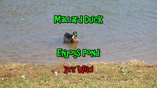 Mallard Duck Enjoys Pond