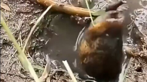 rice field eel fishing