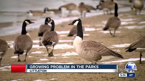 Littleton turns to border collies and remote controls to fix goose poop problem