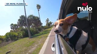 St. Pete, Florida: Dog Town, USA | Nulo Dog Food