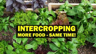 Intercropping for Maximal Use of Garden Space and Time - Practical Applications of Permaculture
