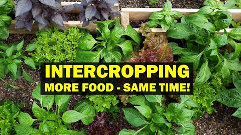 Intercropping for Maximal Use of Garden Space and Time - Practical Applications of Permaculture