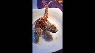 Lizard with two heads.., YouVlog_Video