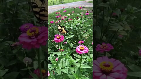 This Zinnia flower patch has brought lots of butterflies to our house this year 🦋#butterfly #zinnia