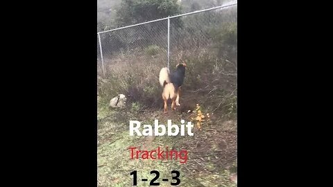 Tracking Rabbit Basics for Dogs | How to Train D.I.Y in 4D
