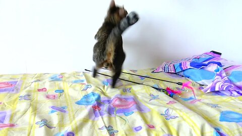 A Very Silly Playful Cat