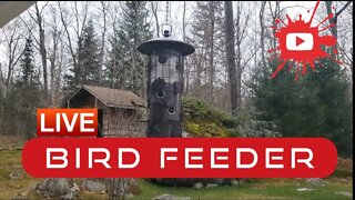 Bird Feeder Live Day 3 #youtube #live #birds