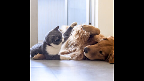 Service Dog Wasn't Playful — Until He Met His Kitten Sister | The Dodo Odd Couples