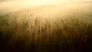 Foggy Forests of Germany Drone Video