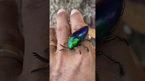 how beautiful🐞Sternocera a genus of jewel beetles - bright metallic green elytra