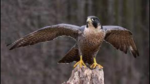 Top 10 Birds of Prey Mostly Used for Falconry.mp4