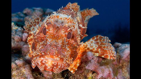 Scorpionfish facts_ Dangerous Fish of the Ocean _ Animal Fact Files