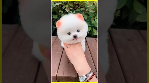 FUNNY DOG VIDEO