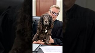 Heroes of Our days. “Scout,” a Boykin Spaniel Winner of Award for Canine Excellence 2022#shorts