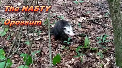 The BLIND Trap Line S.1. E.8. The NASTY opossum