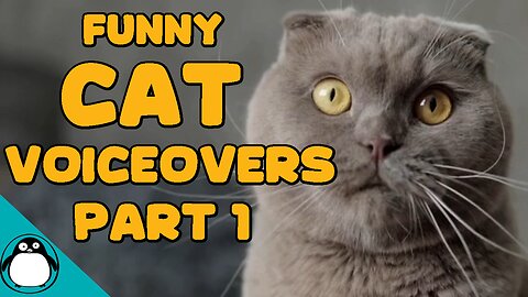 Funny Cat Voiceovers | Fresh out of the Litterbox