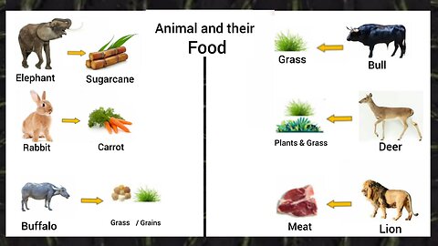Animal and their Food name in English with Pictures