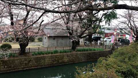 Japan - Sakura flowers next to the River ♥