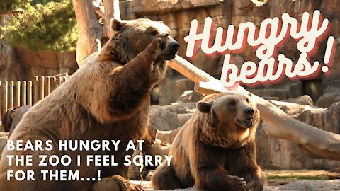 Hungry bears!