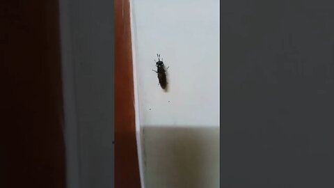 A big insect