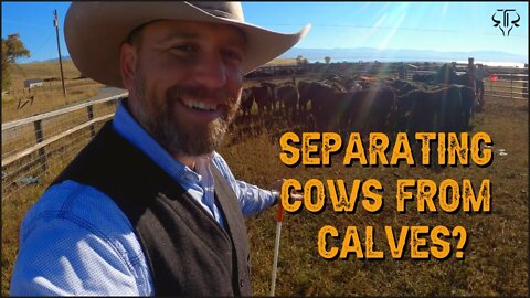 Why Separate Cows from Their Calves?