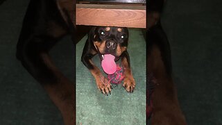 Cute Funny Rottweiler! 🐶 #shorts #short #viral #youtube #like