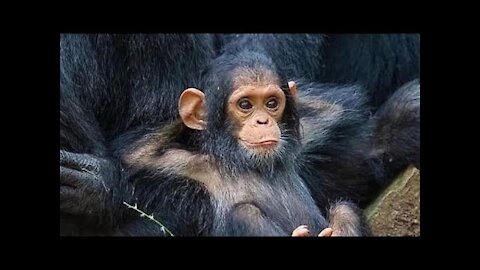 Chimpanzees are highly endangered animals