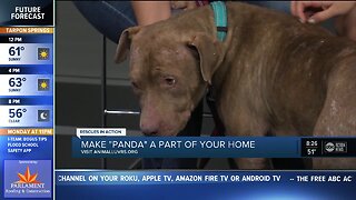 Rescues in Action Feb. 2 | Panda needs a home