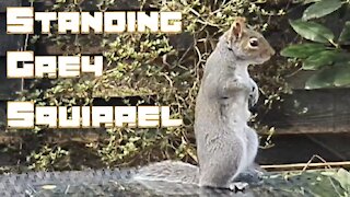 Standing Grey Squirrel